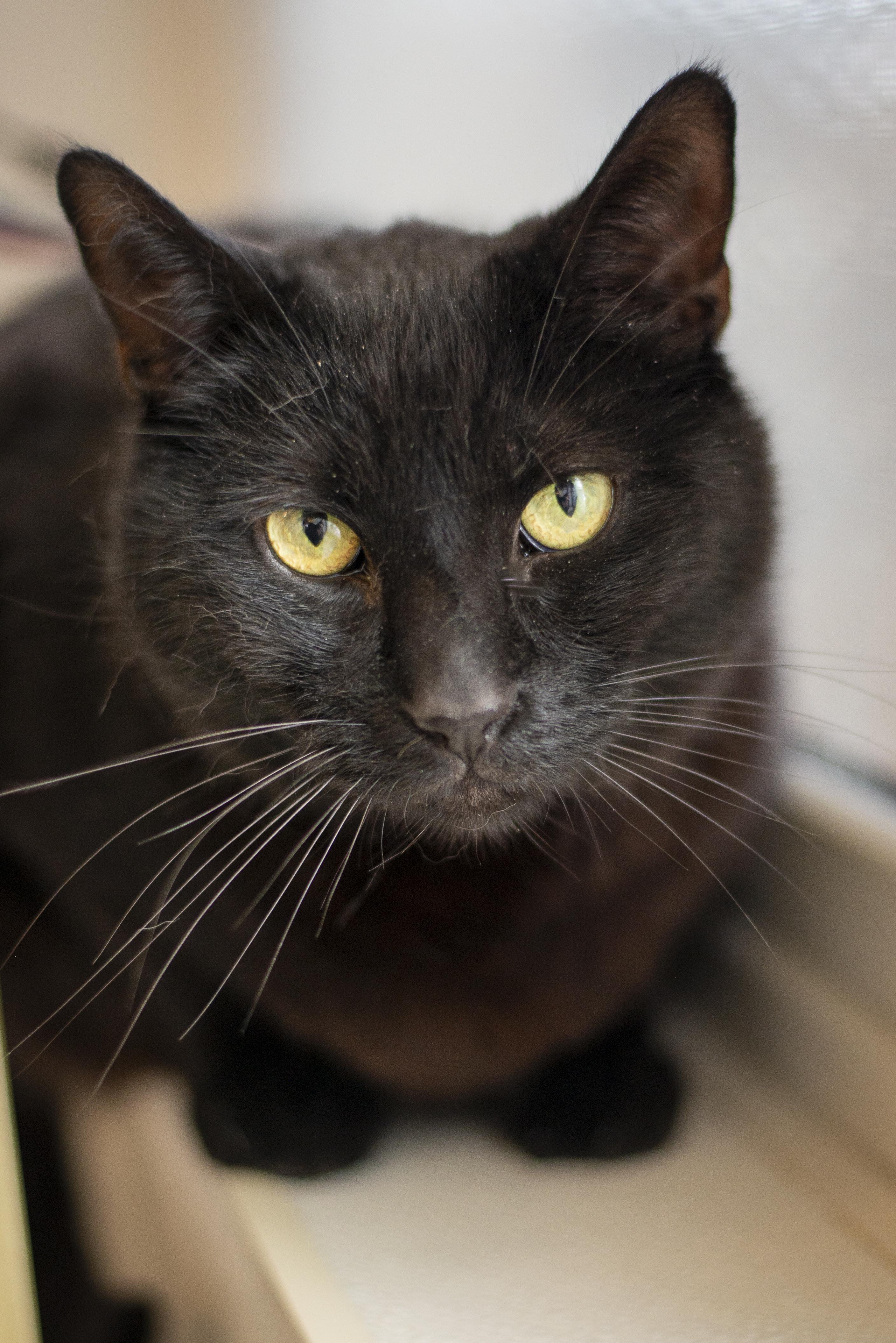 Enlarge October, a ADOPTABLE Domestic Short Hair in Gunnison, CO image 2/2
