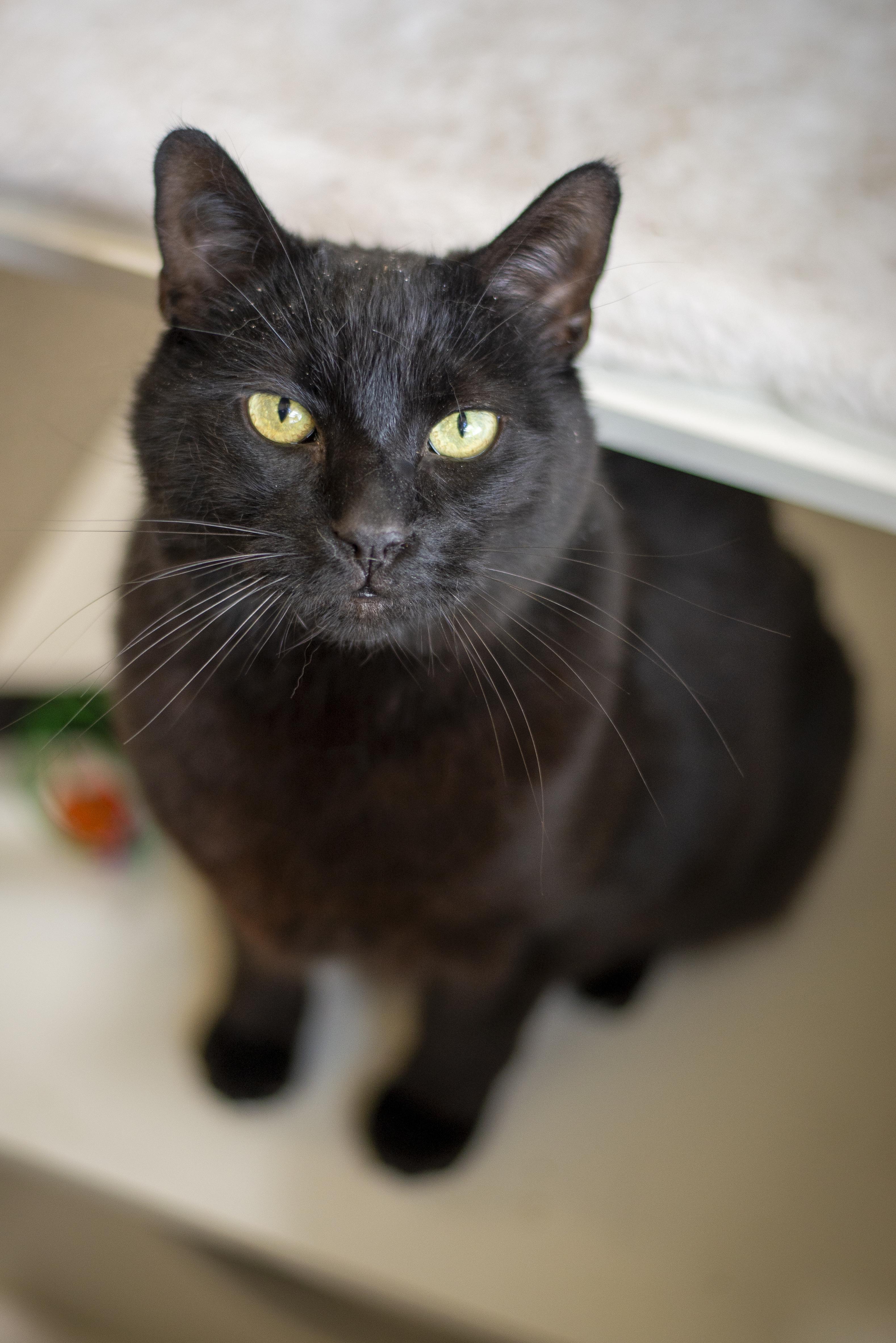 Enlarge October, a ADOPTABLE Domestic Short Hair in Gunnison, CO image 1/2