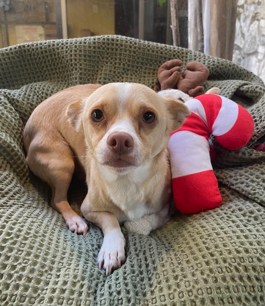 Hansel, Adoptable, Adult Male Chihuahua.