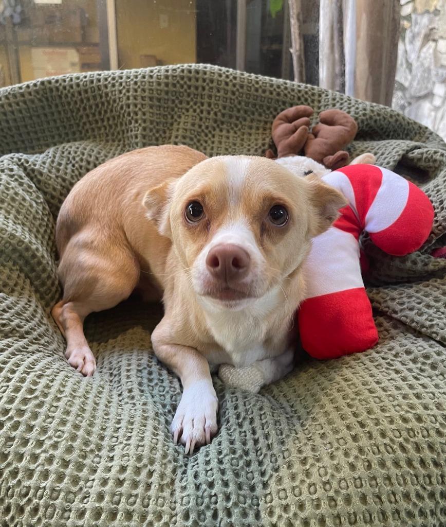 Enlarge Hansel, a Adoptable Chihuahua in Fort Worth, TX image 2/2