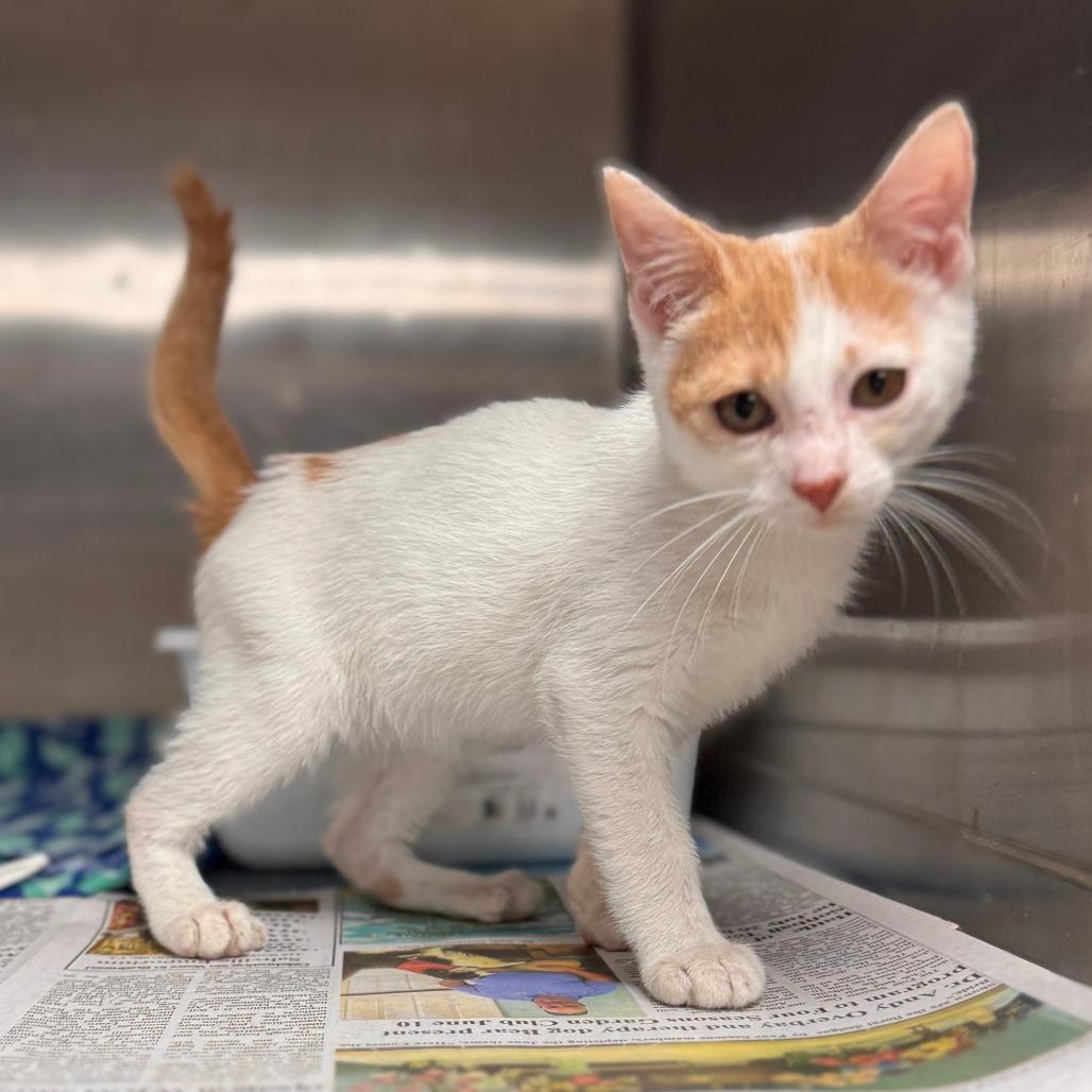 Doug Funnie, Adoptable, Kitten Male Domestic Short Hair.