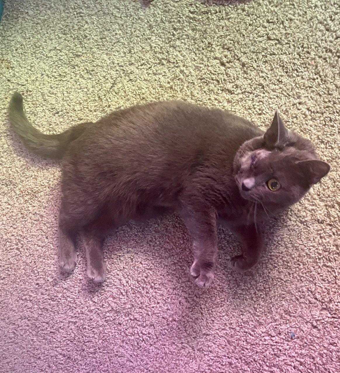 CRAYOLA, Adoptable, Senior Female Russian Blue.