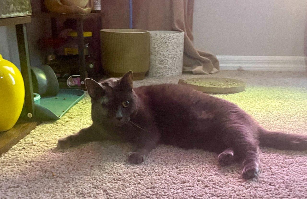 CRAYOLA, a Adoptable Russian Blue in Raleigh, NC image 2/2