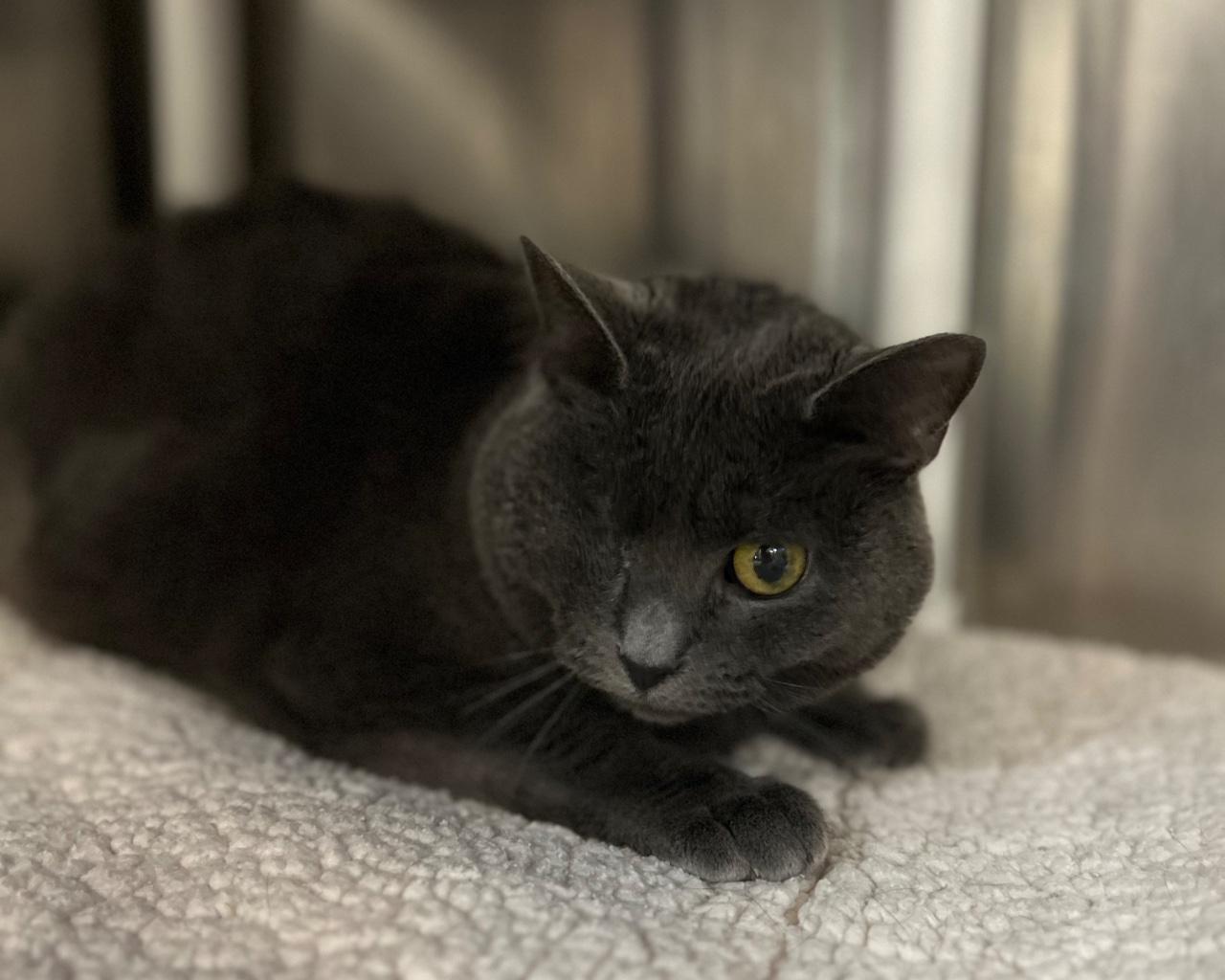 CRAYOLA, a Adoptable Russian Blue in Raleigh, NC image 3/3
