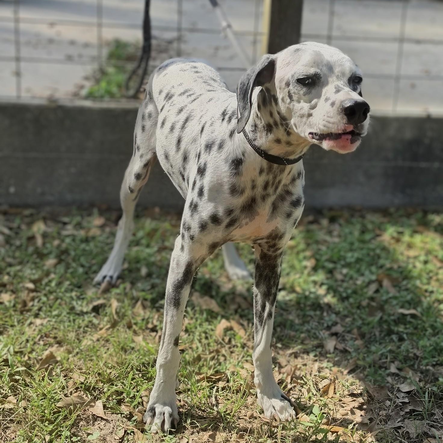 Enlarge Blaze, a Adoptable Dalmatian in Chattanooga, TN image 3/6