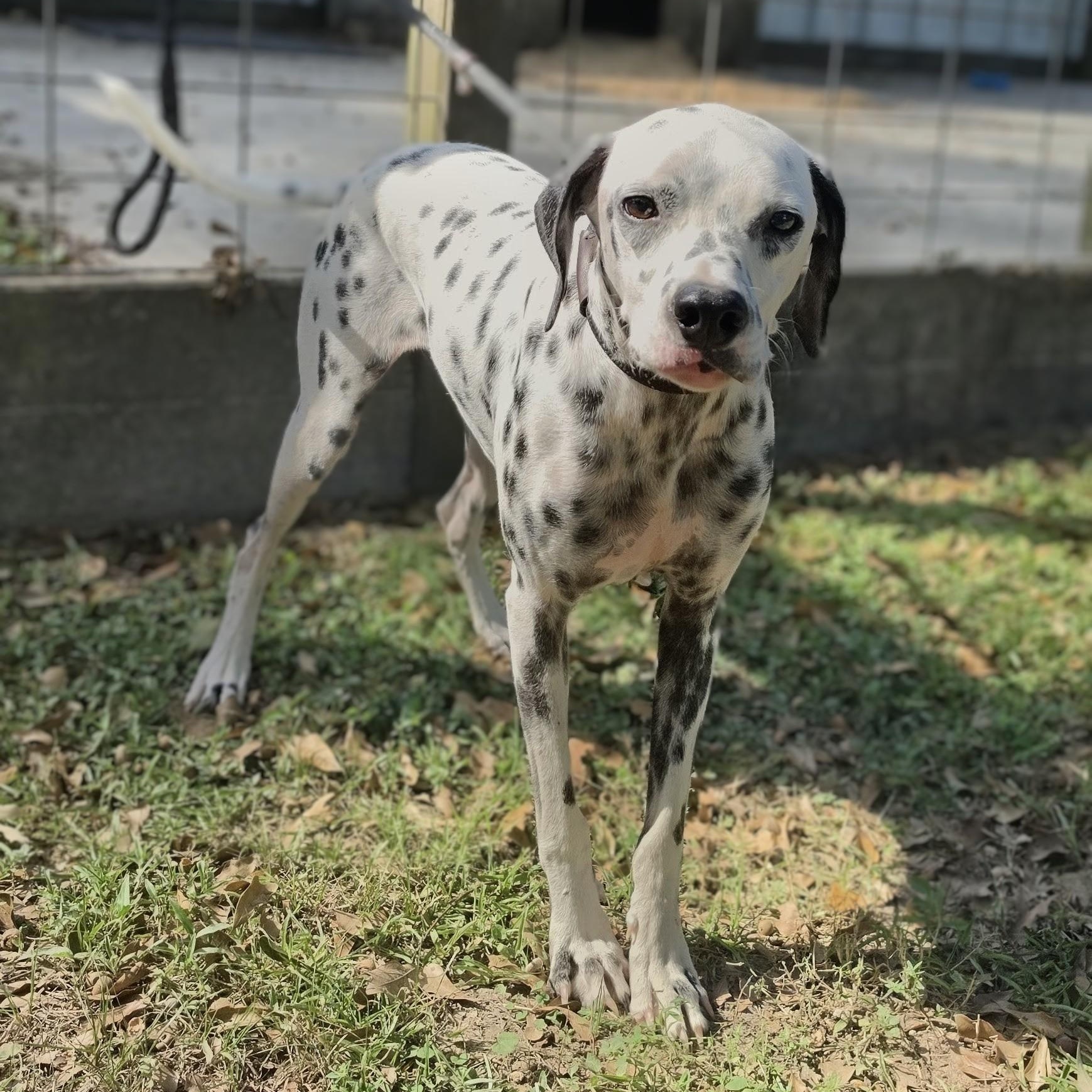 Enlarge Blaze, a Adoptable Dalmatian in Chattanooga, TN image 2/6