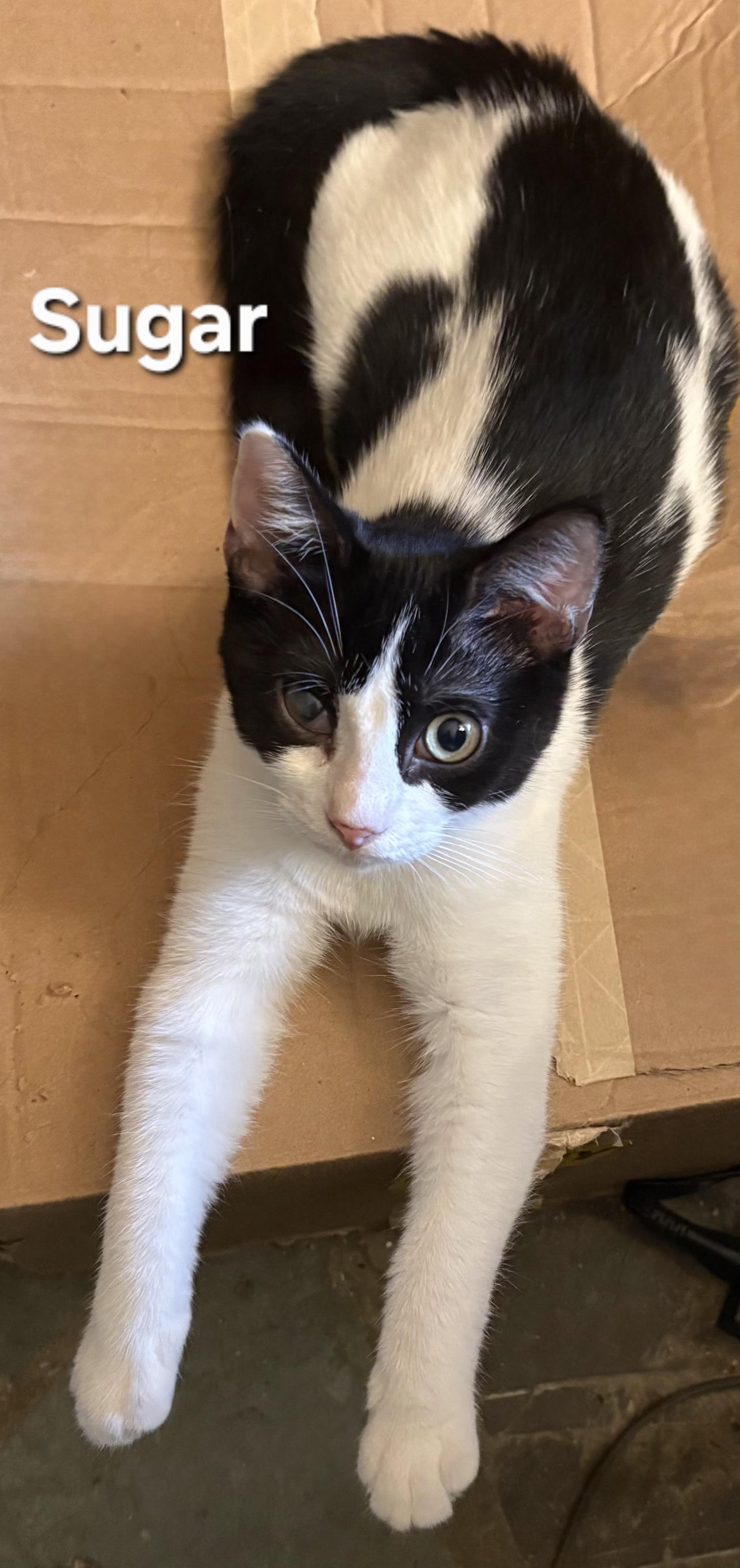 Sugar, Adoptable, Kitten Female Domestic Short Hair.