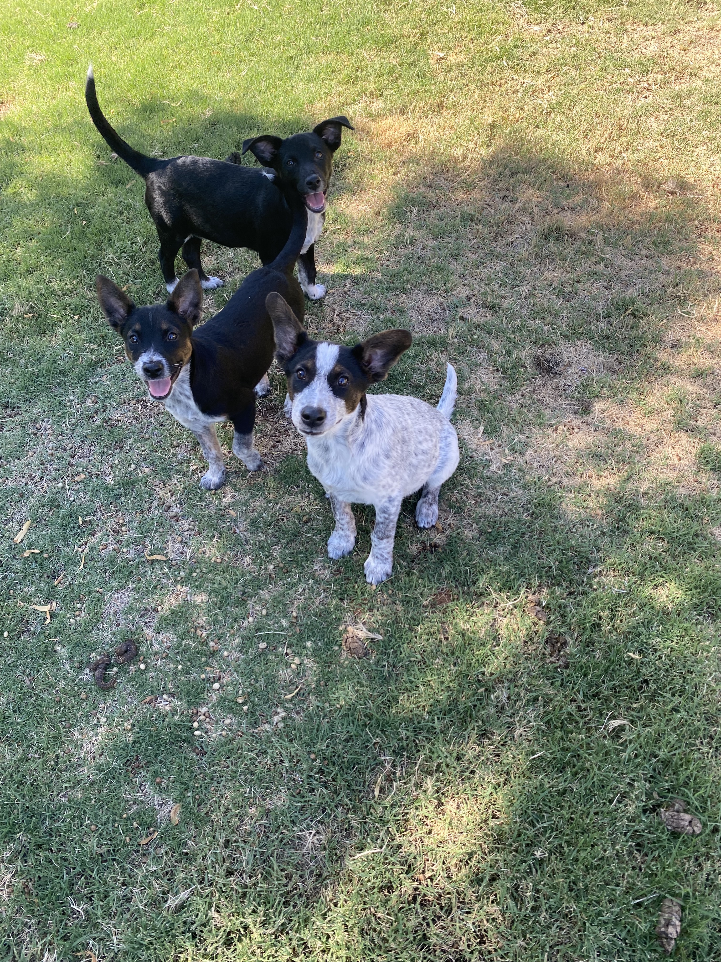Dobby , Adopted, Puppy Male Australian Cattle Dog / Blue Heeler.
