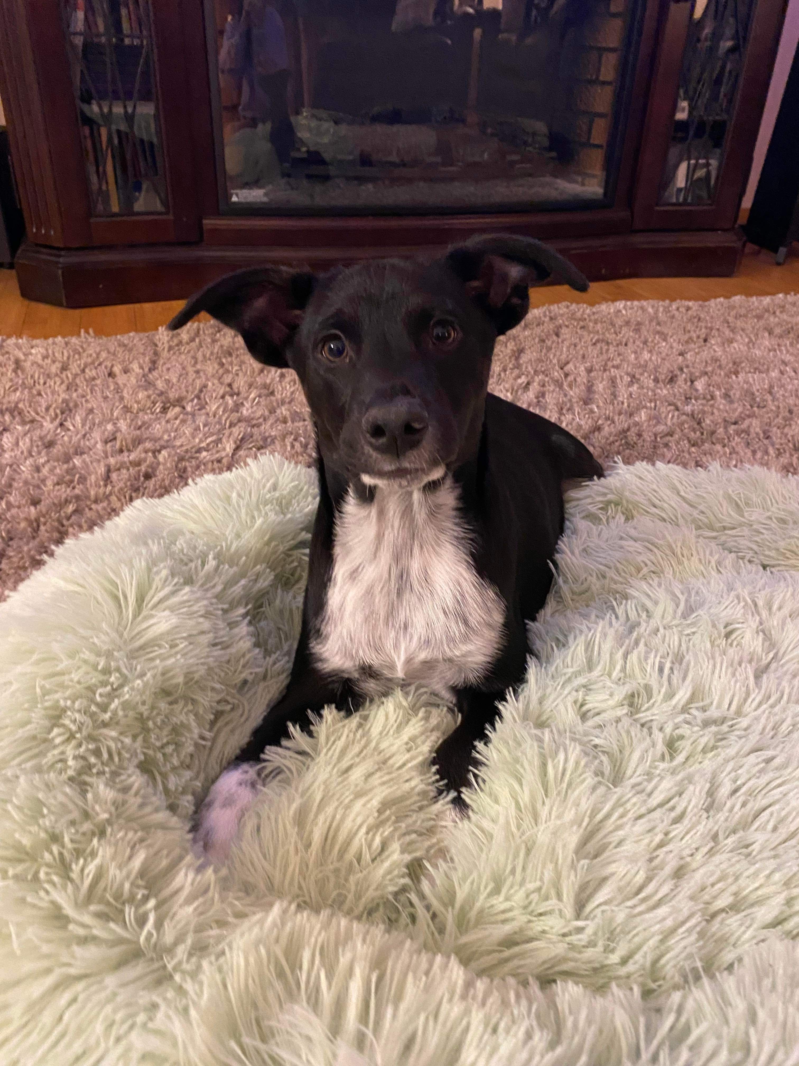 Dobby , a Adopted mixed breed image 2/3