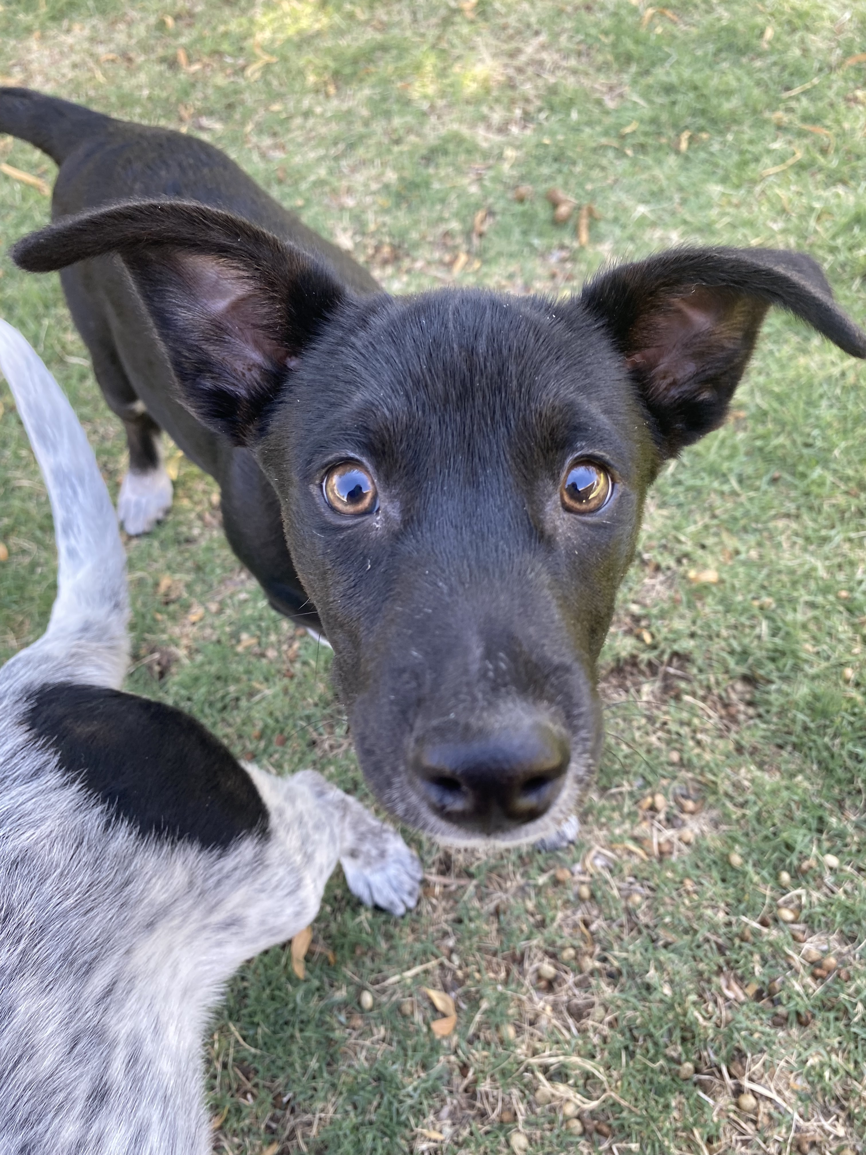 Dobby , a Adopted mixed breed image 3/3