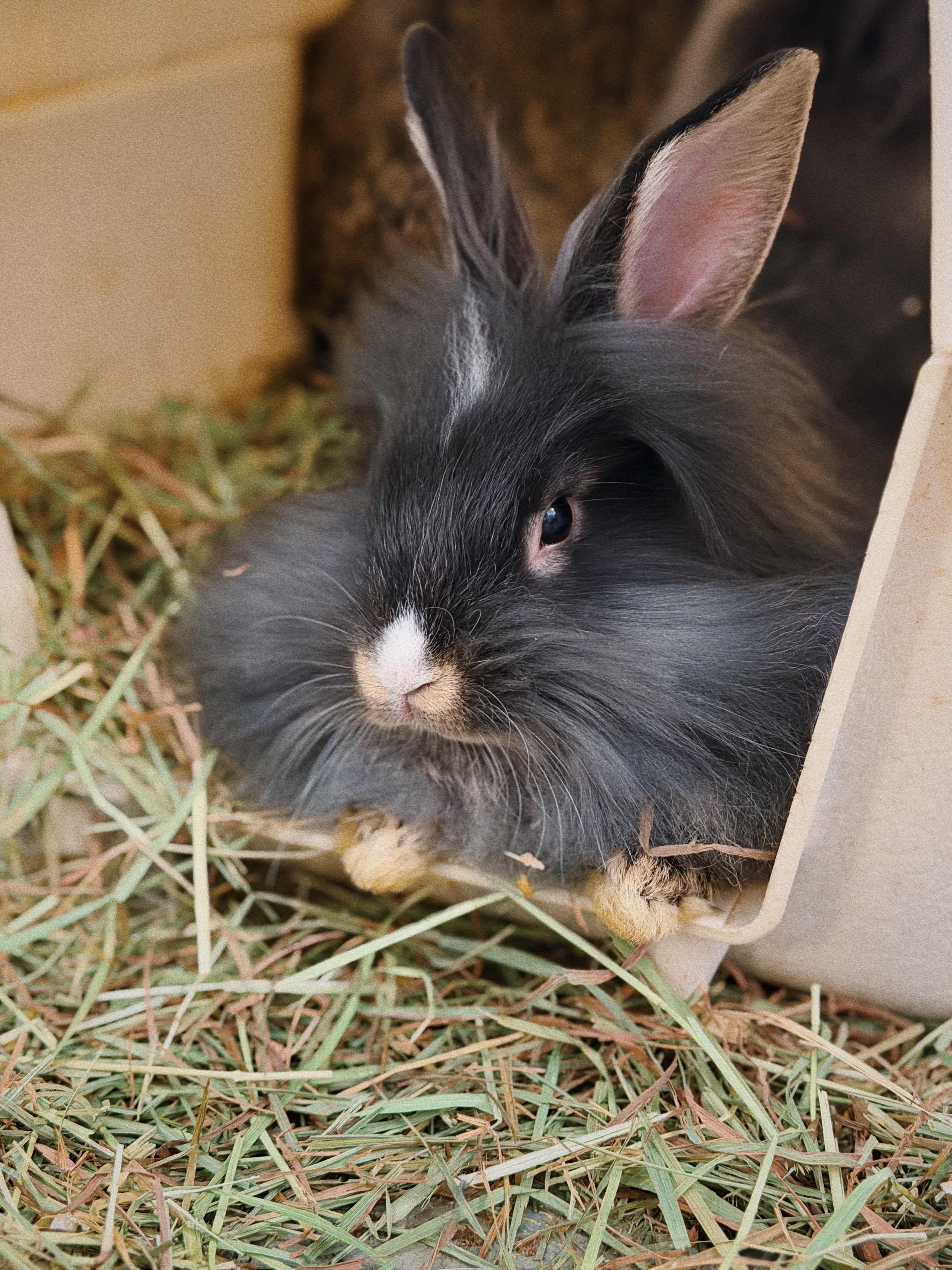 Enlarge Whiskey, a Adoptable Lionhead in Roberts Creek, BC image 1/1