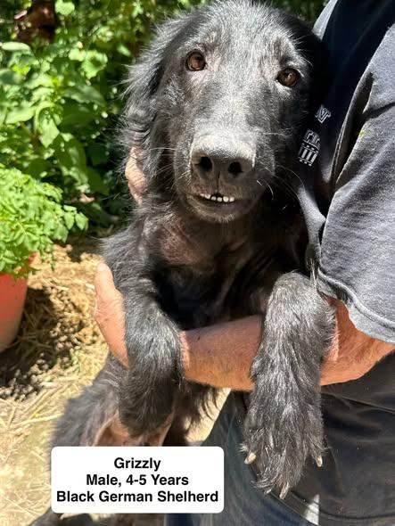 Griz, ADOPTABLE, Adult Male German Shepherd Dog.