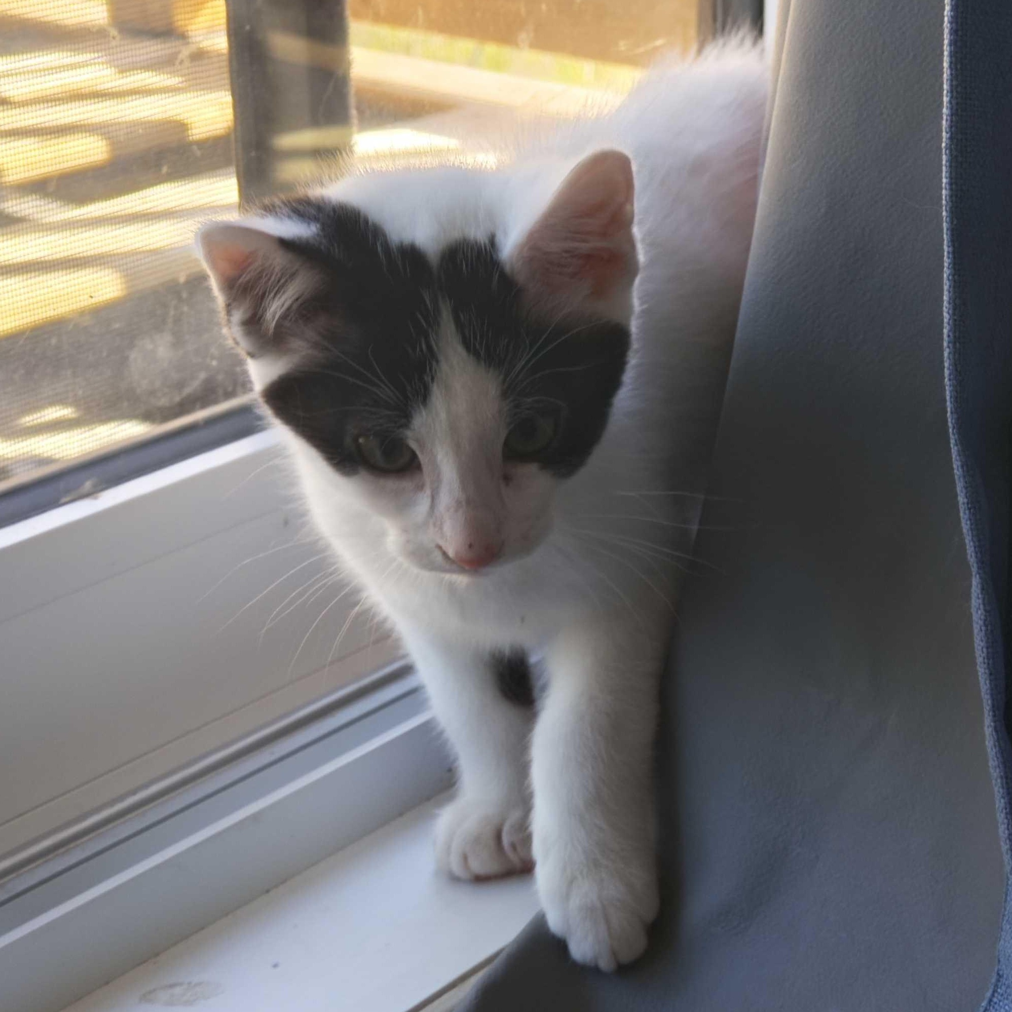 Mercury, ADOPTABLE, Kitten Male Domestic Short Hair.