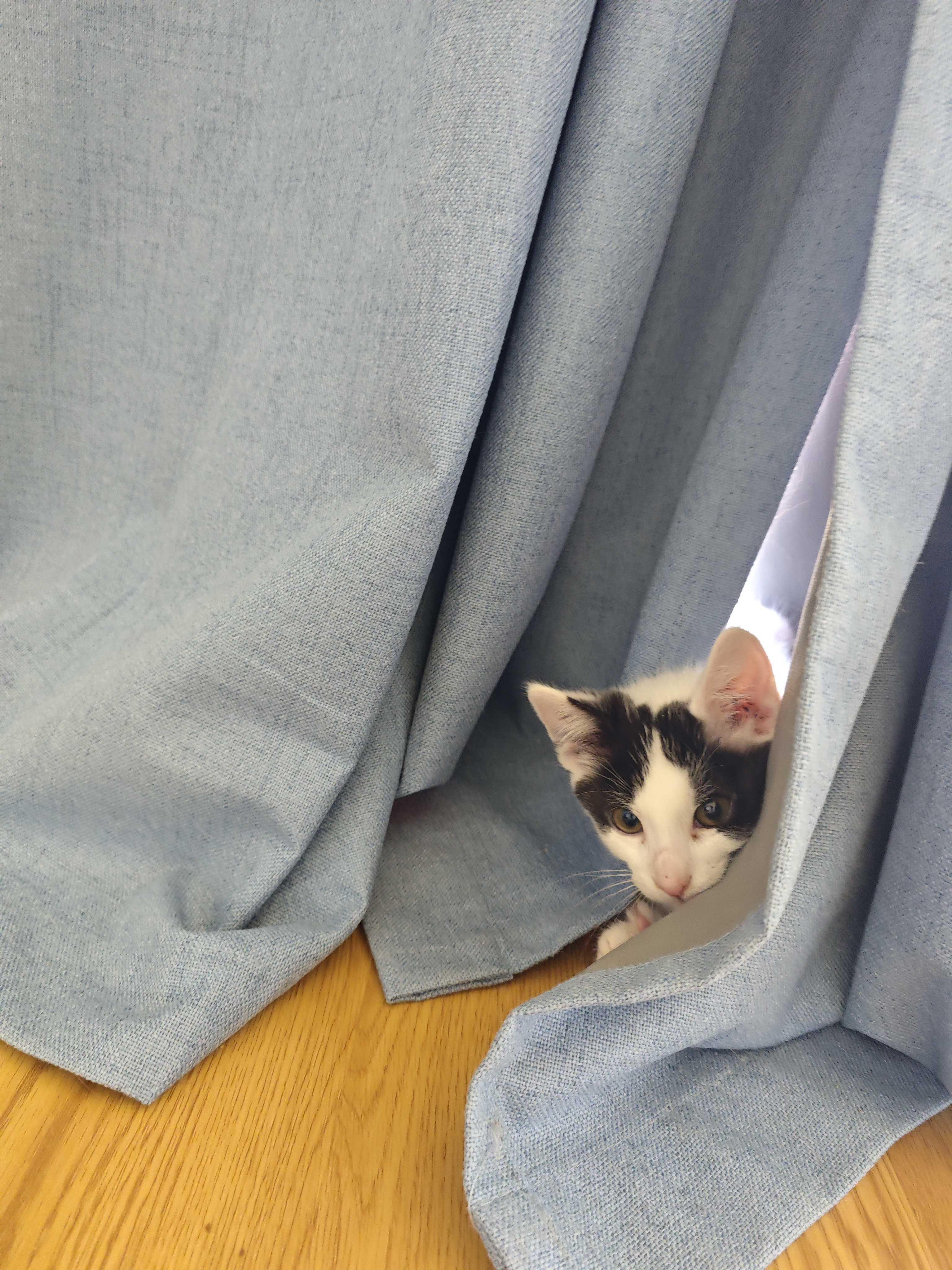 Mercury, a ADOPTABLE Domestic Short Hair in Wakefield, QC image 5/5