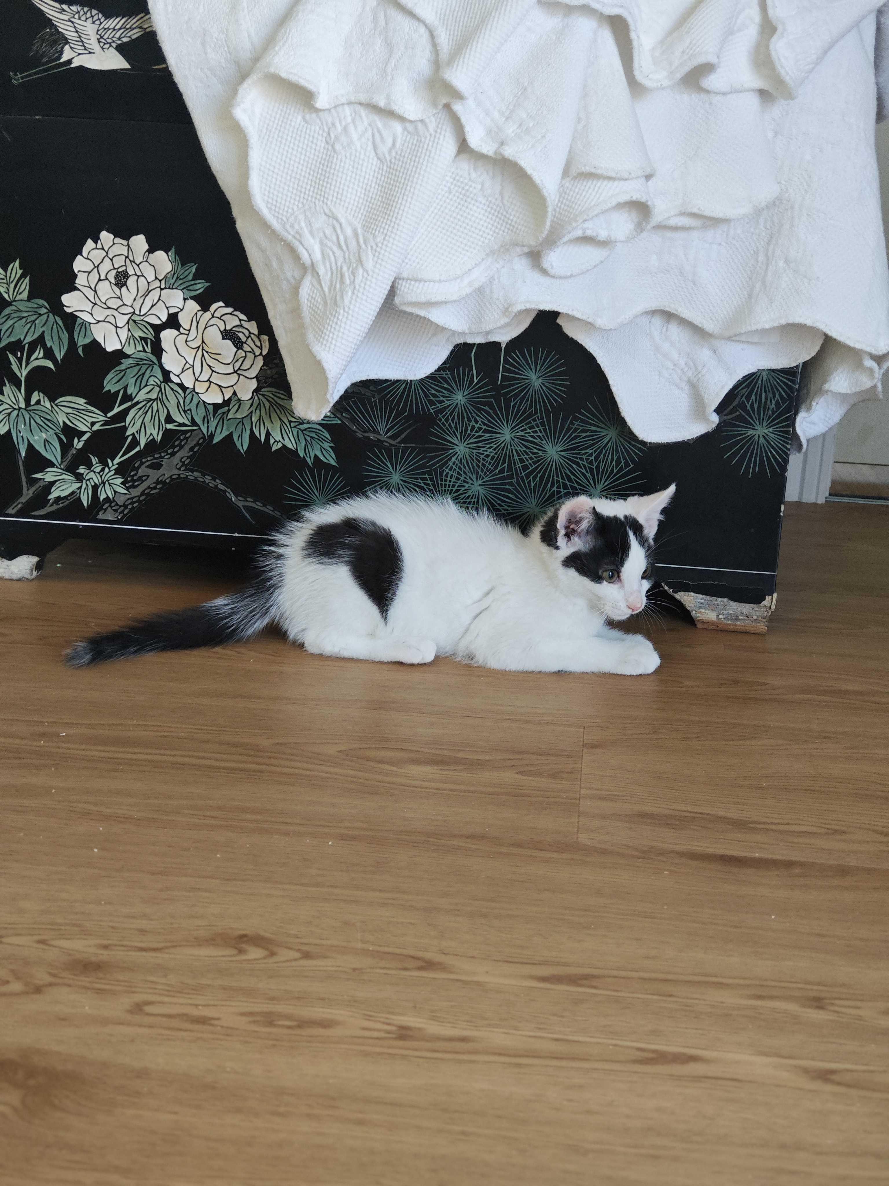 Mercury, a ADOPTABLE Domestic Short Hair in Wakefield, QC image 3/5