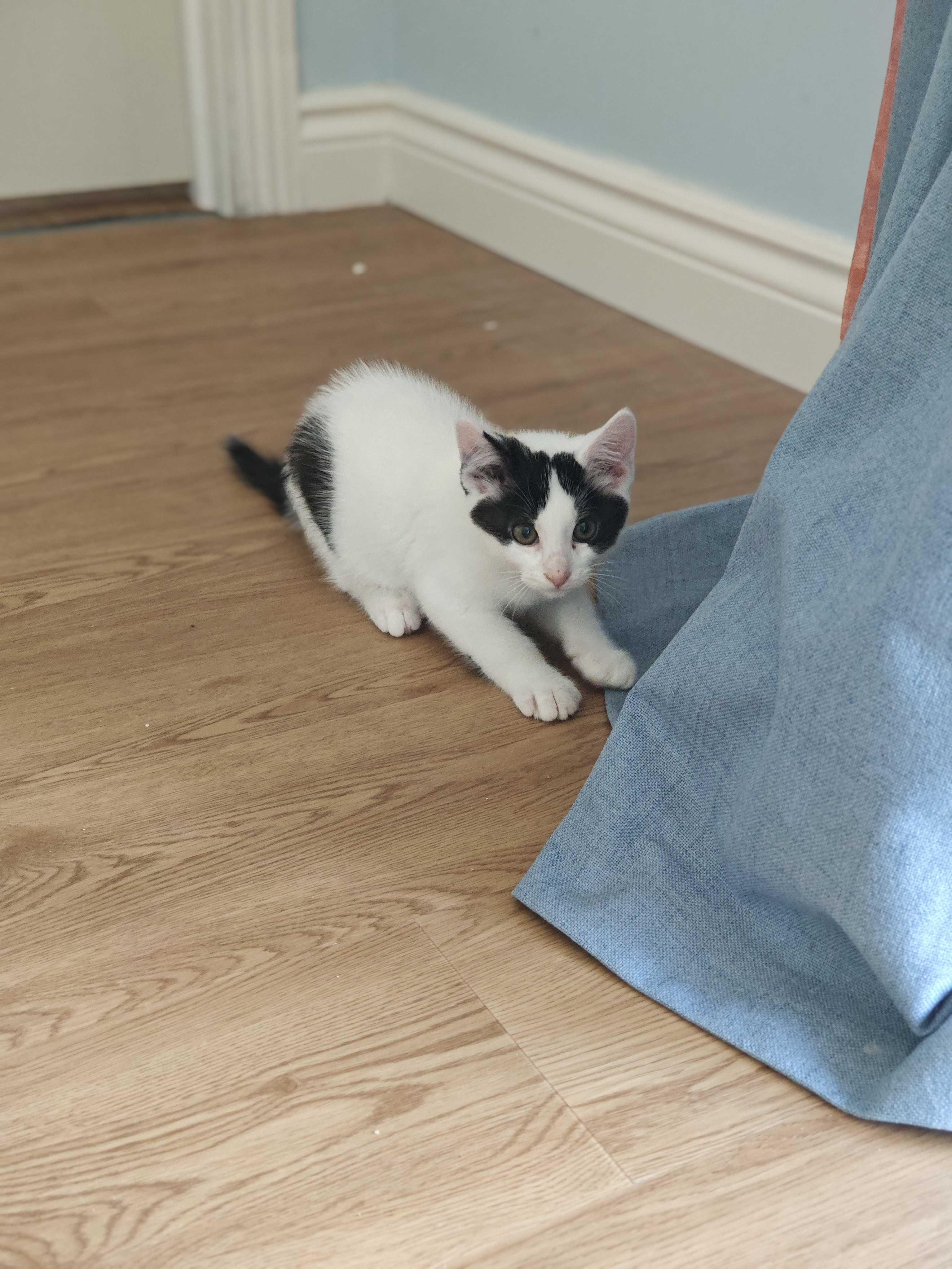Mercury, a ADOPTABLE Domestic Short Hair in Wakefield, QC image 4/5