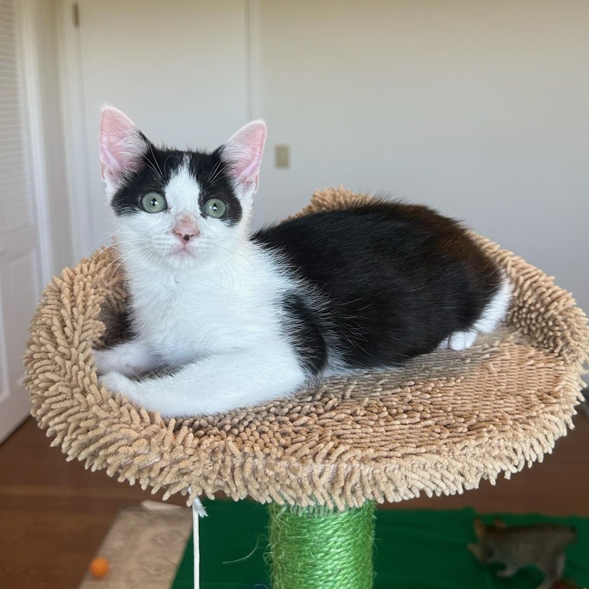 Enlarge Huntress—female kitten, a Adoptable Domestic Short Hair in San Francisco, CA image 2/4