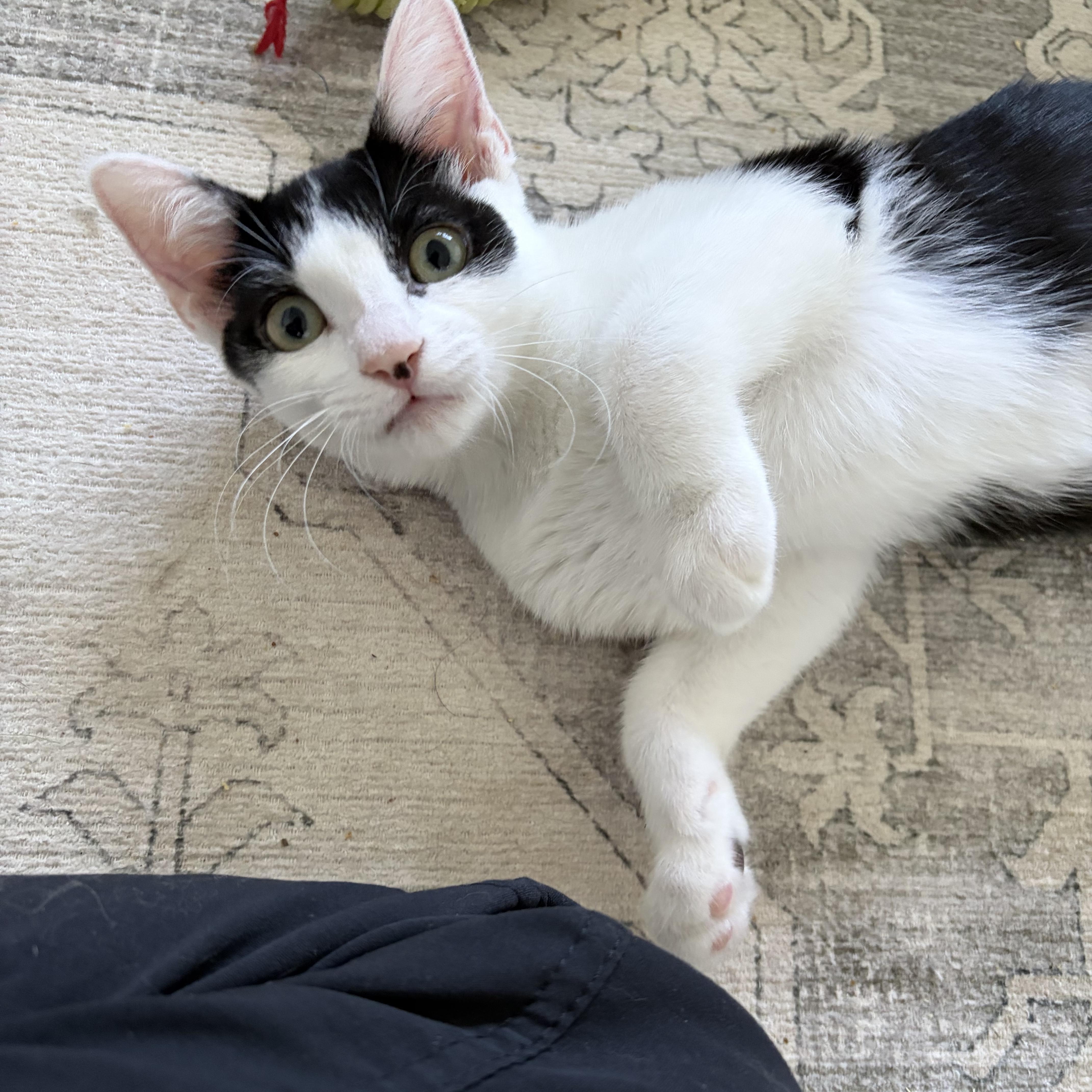 Enlarge Huntress—female kitten, a Adoptable Domestic Short Hair in San Francisco, CA image 3/4