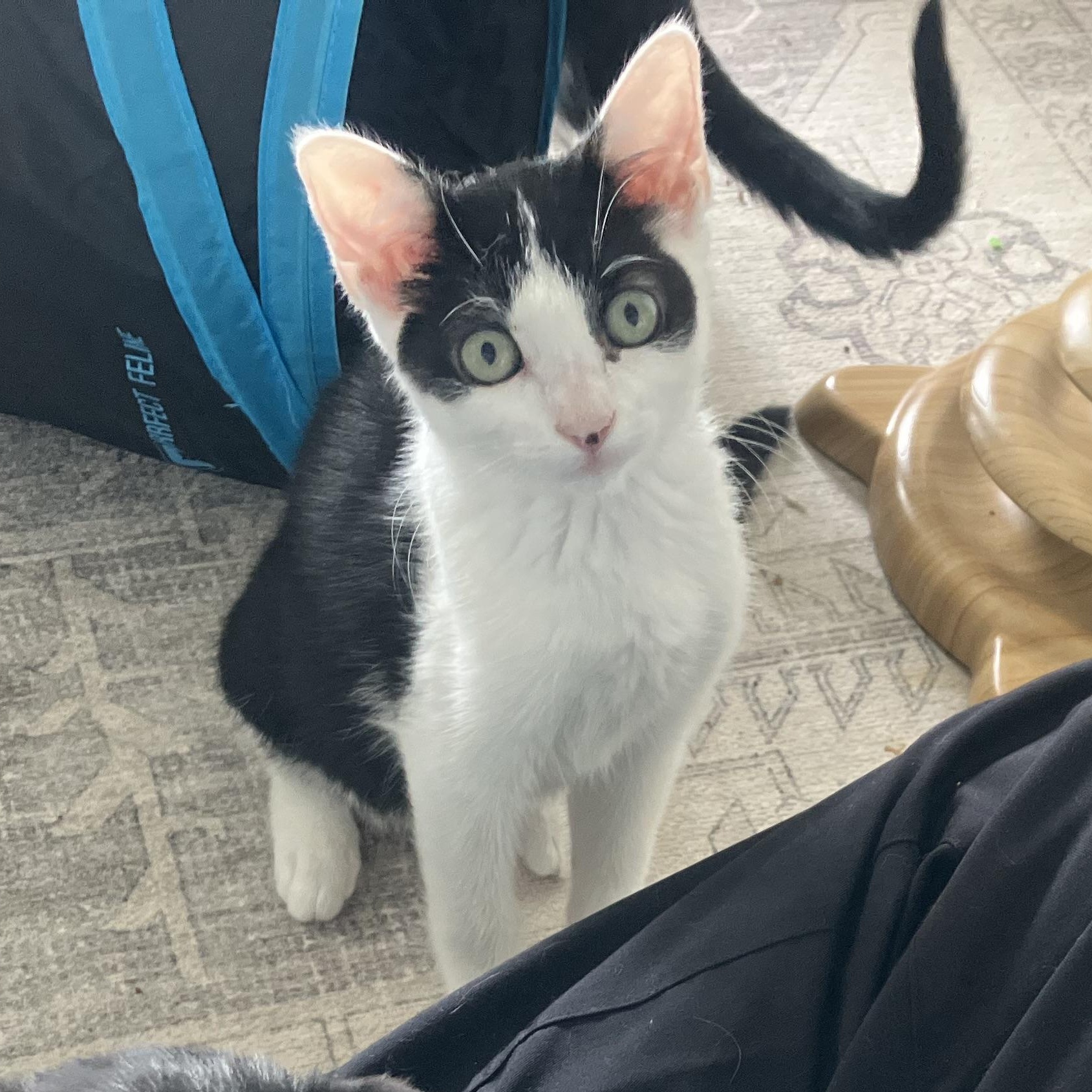 Enlarge Huntress—female kitten, a Adoptable Domestic Short Hair in San Francisco, CA image 4/4