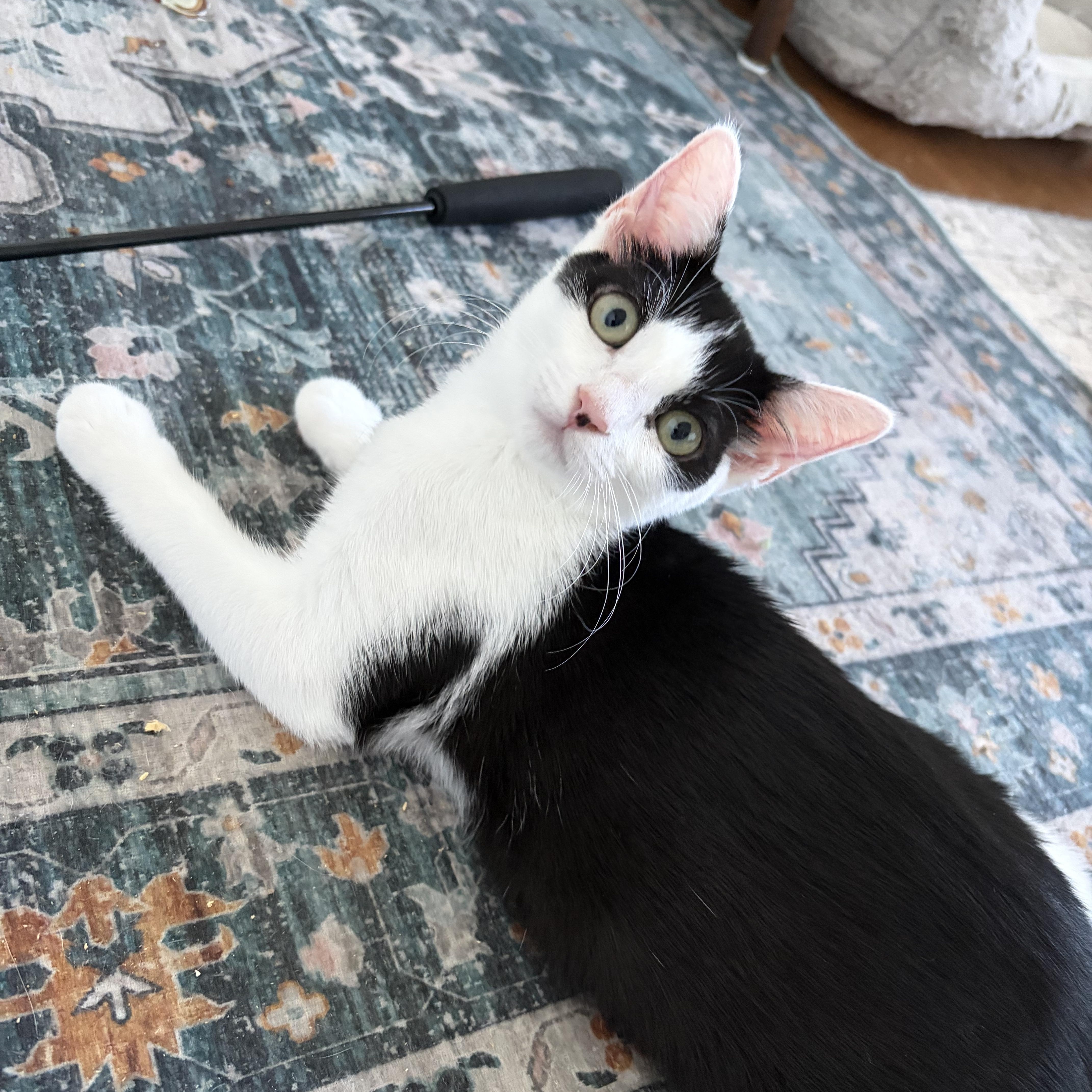 Huntress—female kitten, Adoptable, Kitten Female Domestic Short Hair.