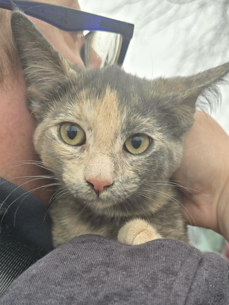 Enlarge Sage, a Adoptable mixed breed in Metamora, IL image 1/1