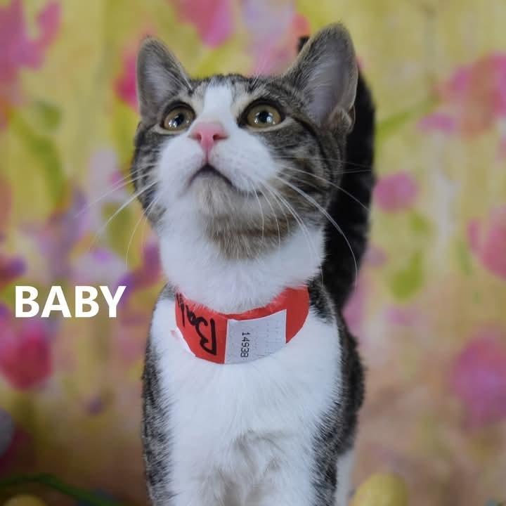 Eagle — thumbnail 3