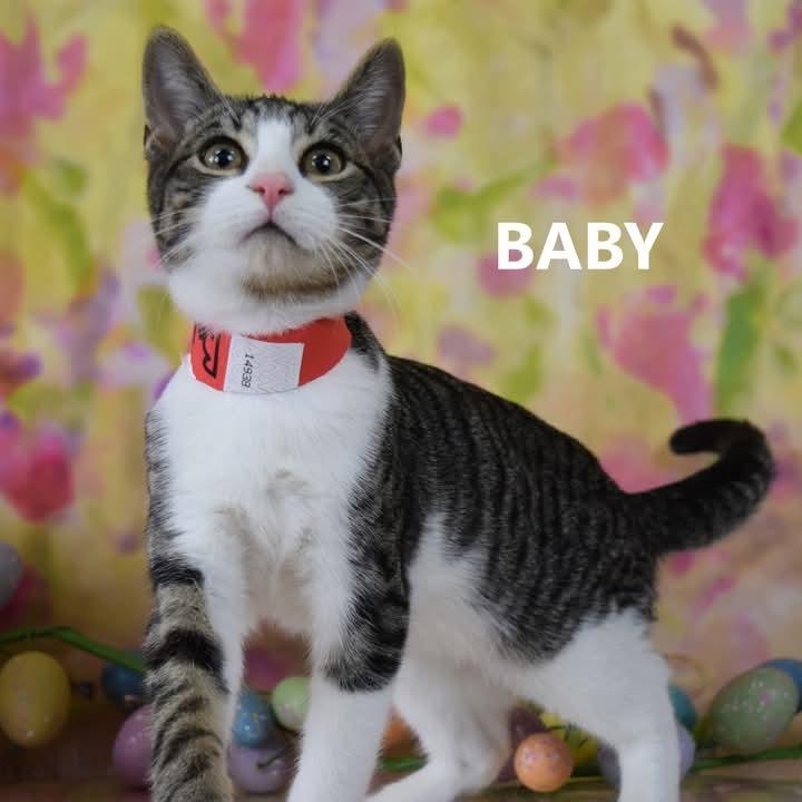 Eagle — thumbnail 4