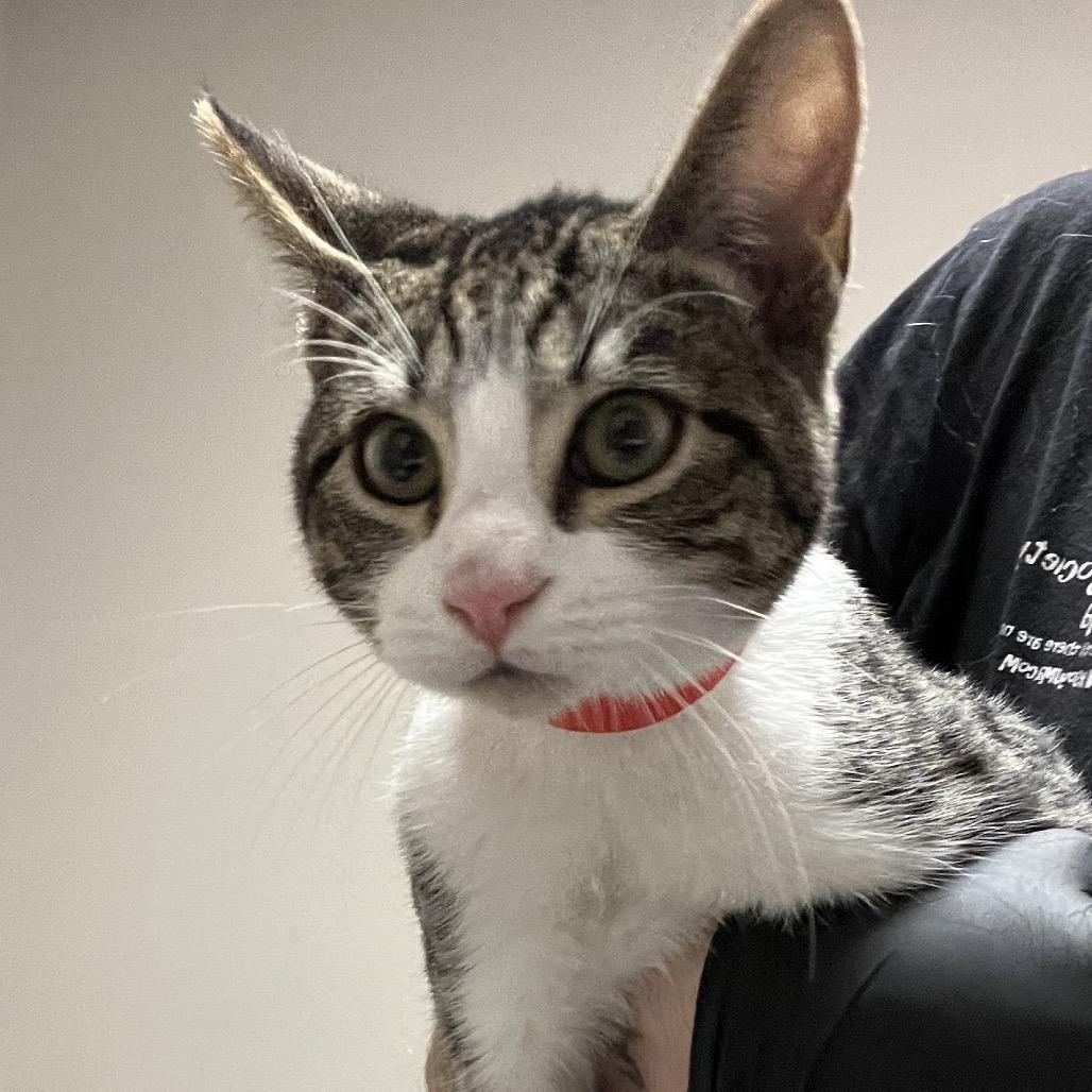 Eagle — thumbnail 5