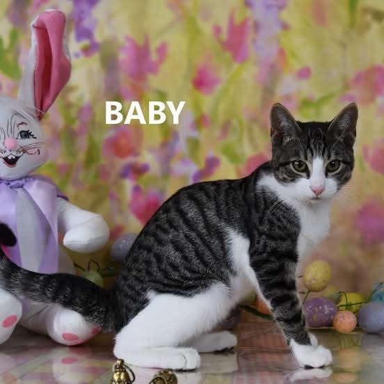 Eagle — thumbnail 6