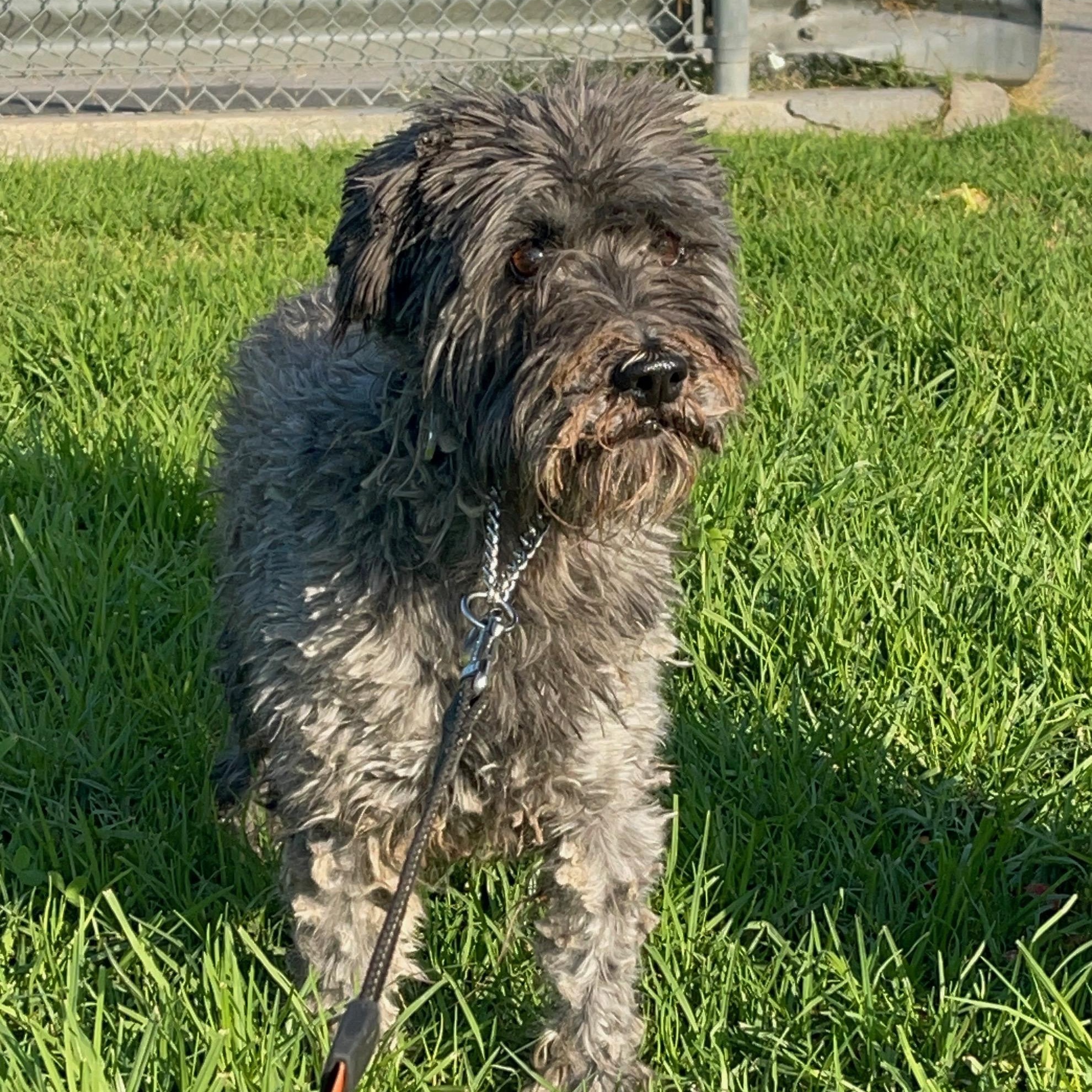 McIntosh, ADOPTABLE, Adult Male Miniature Schnauzer & Poodle.