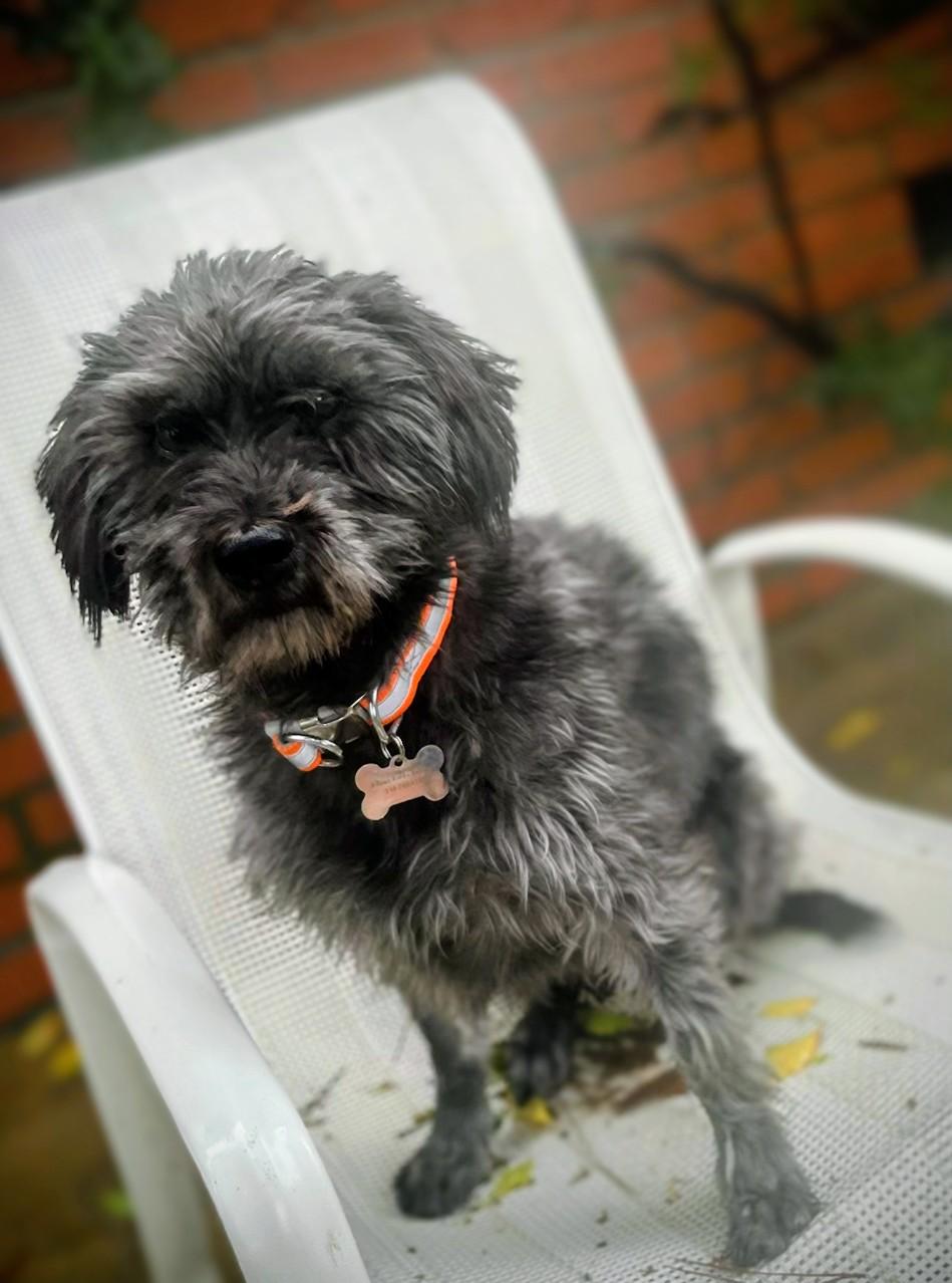 Enlarge McIntosh, a ADOPTABLE mixed breed in Los Angeles, CA image 2/3