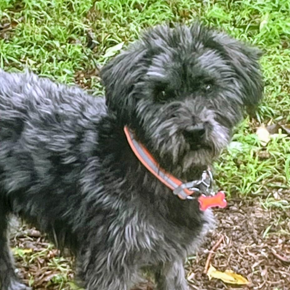 Enlarge McIntosh, a ADOPTABLE mixed breed in Los Angeles, CA image 3/3