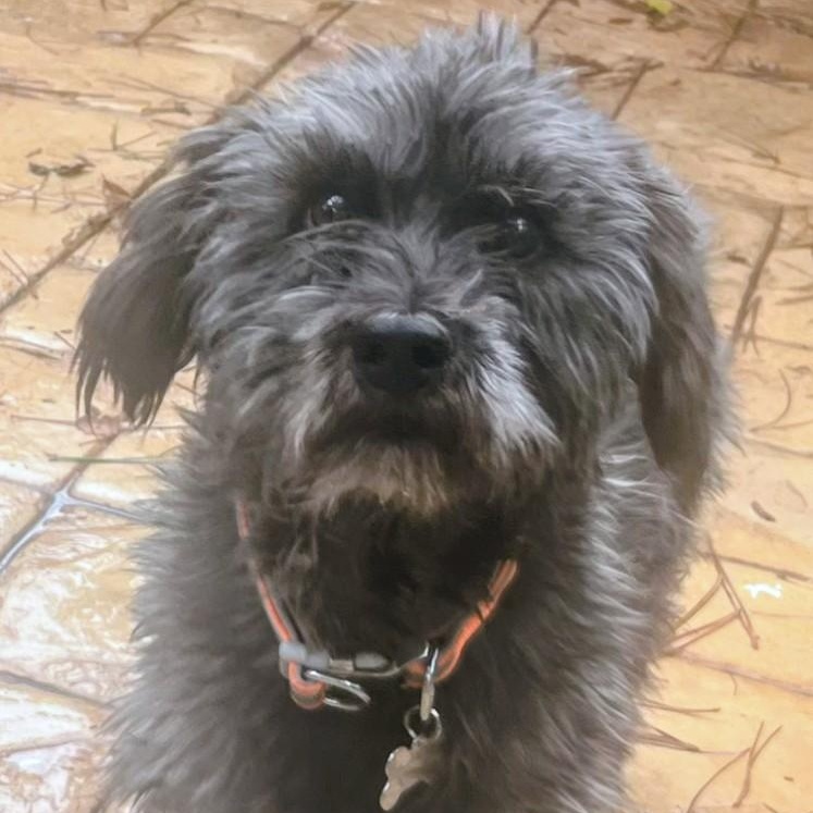 Enlarge McIntosh, a ADOPTABLE mixed breed in Los Angeles, CA image 1/3