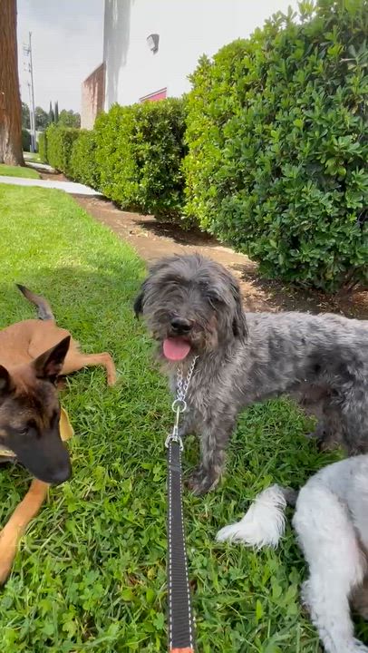 Enlarge McIntosh, a ADOPTABLE mixed breed in Los Angeles, CA video 2/5