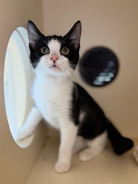 MAR, Adoptable, Kitten Female Domestic Short Hair.
