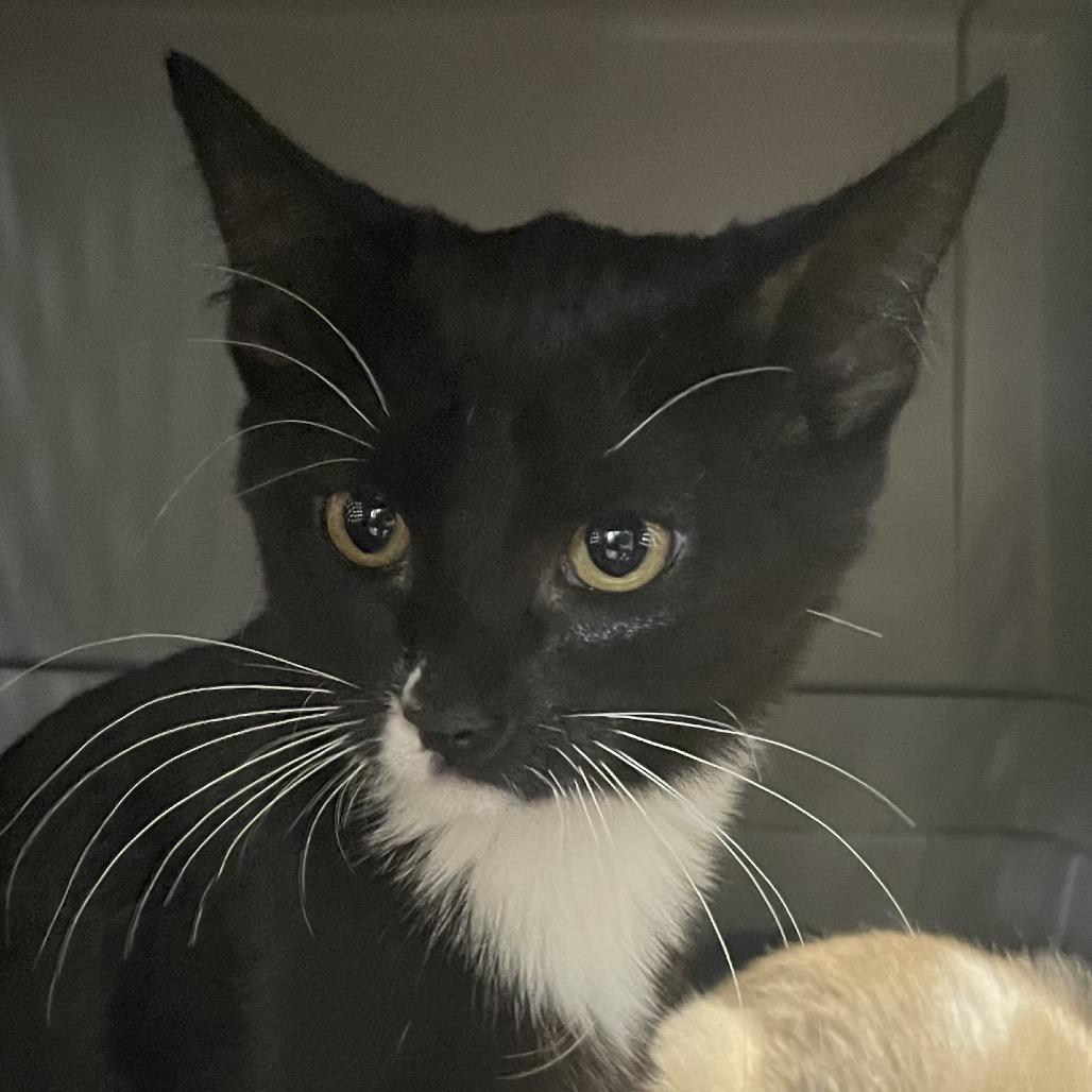 Mimi, Adoptable, Young Female Domestic Short Hair.
