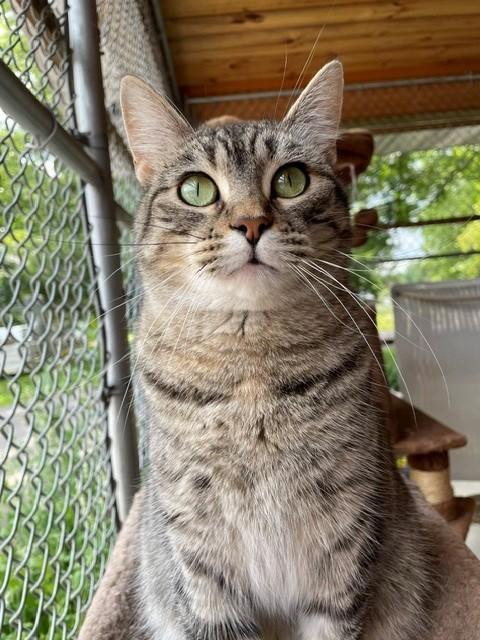 Enlarge Polly, a ADOPTABLE Domestic Short Hair in Hayward, WI image 1/1
