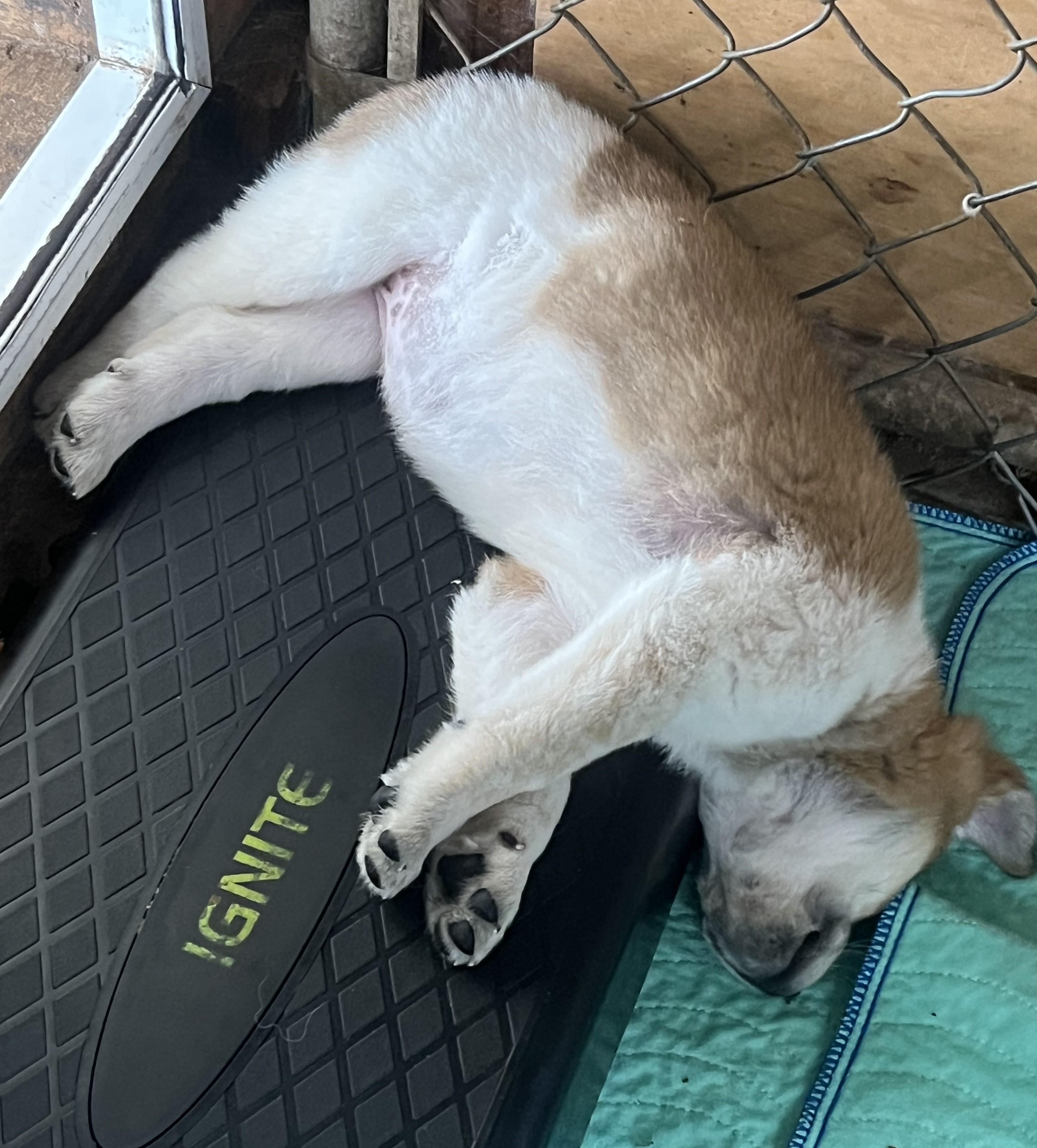 Enlarge MAPLE, a Adoptable mixed breed in Granite Bay, CA image 2/2