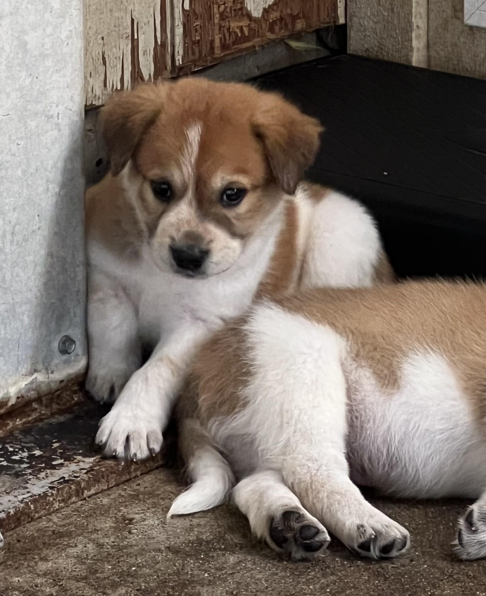 MAPLE, Adoptable, Puppy Female Great Pyrenees.