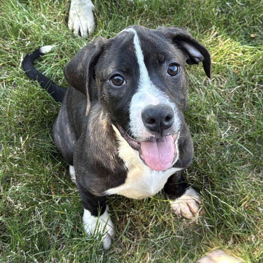 Hazel, a Adoptable Pit Bull Terrier in Newberg, OR image 1/6
