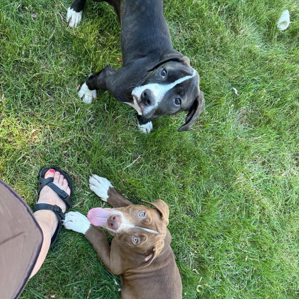 Hazel, a Adoptable Pit Bull Terrier in Newberg, OR image 3/6