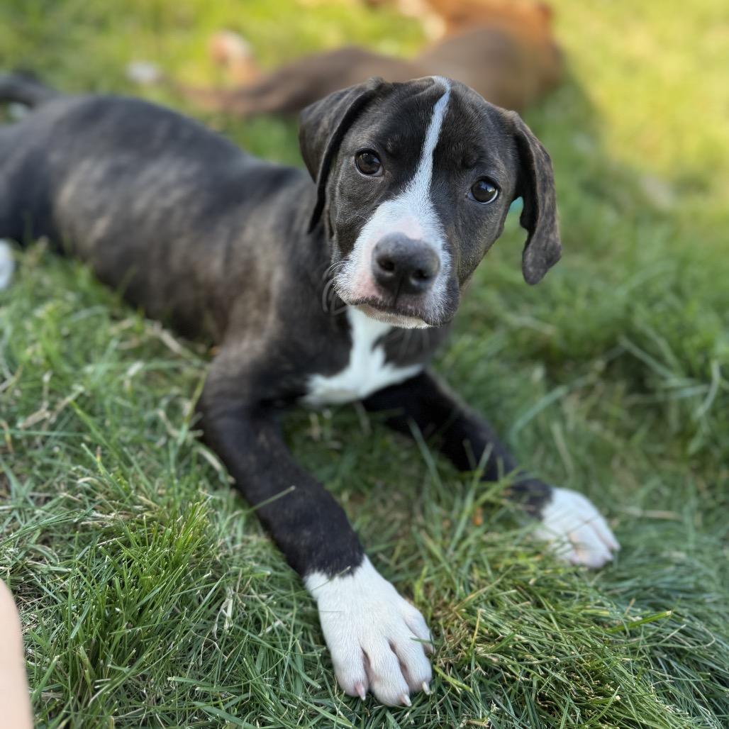 Hazel, a Adoptable Pit Bull Terrier in Newberg, OR image 4/6
