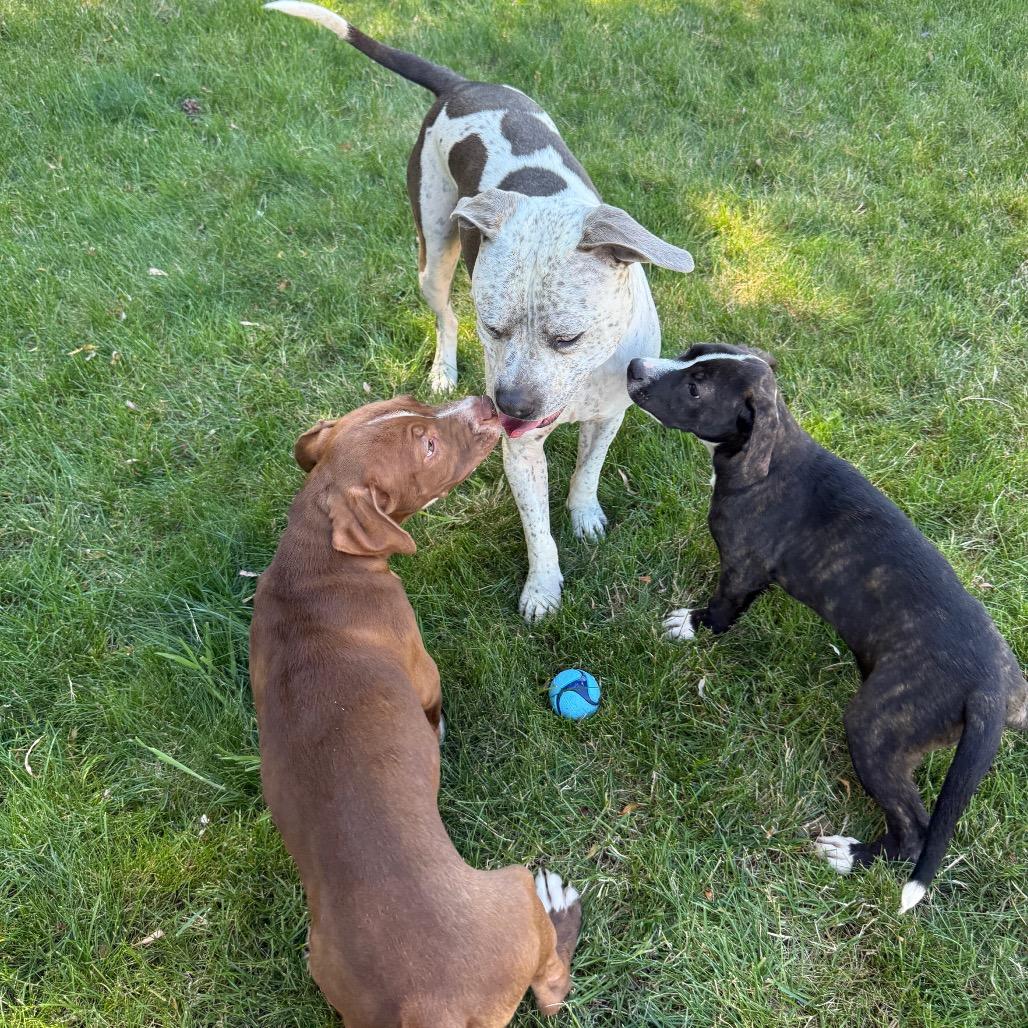 Hazel, a Adoptable Pit Bull Terrier in Newberg, OR image 5/6