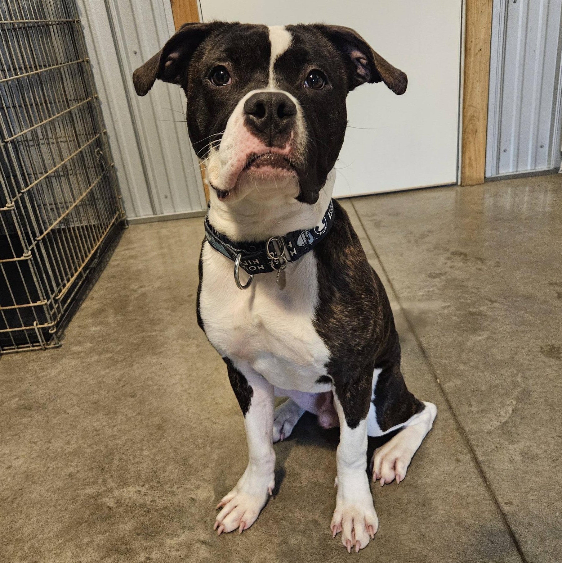 Enlarge Petey, an adopted mixed breed in Grafton, OH image 3/5