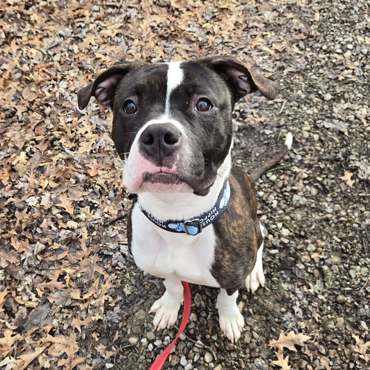 Enlarge Petey, an adopted mixed breed in Grafton, OH image 1/5