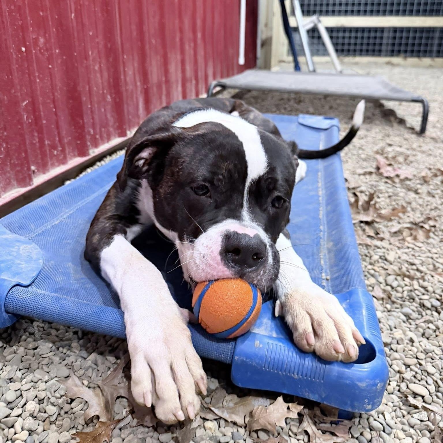 Enlarge Petey, an adopted mixed breed in Grafton, OH image 5/5