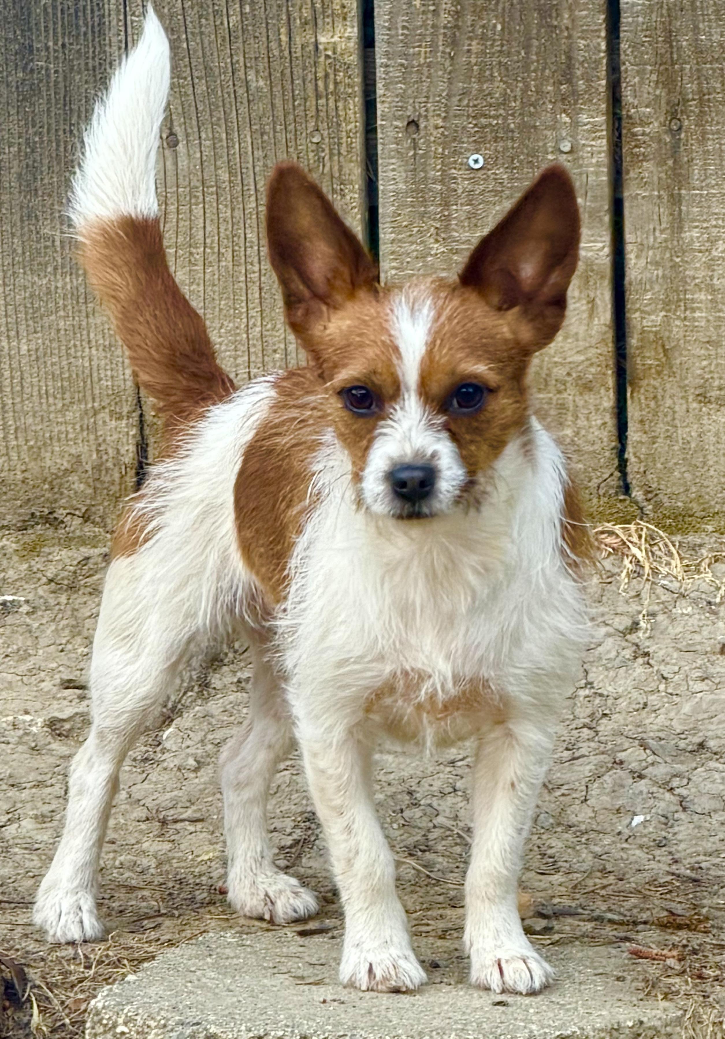 Rosie, ADOPTABLE, Young Female Jack Russell Terrier.
