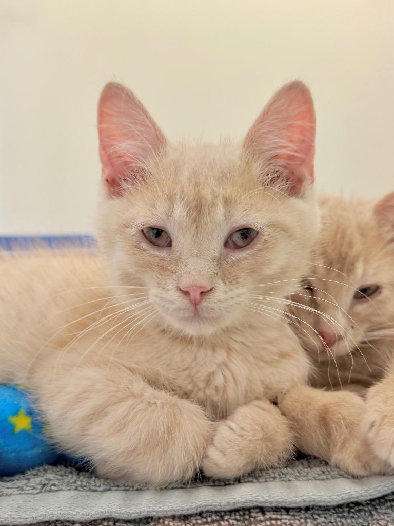 Enlarge Zipline, a Adoptable mixed breed in Menomonie, WI image 1/1