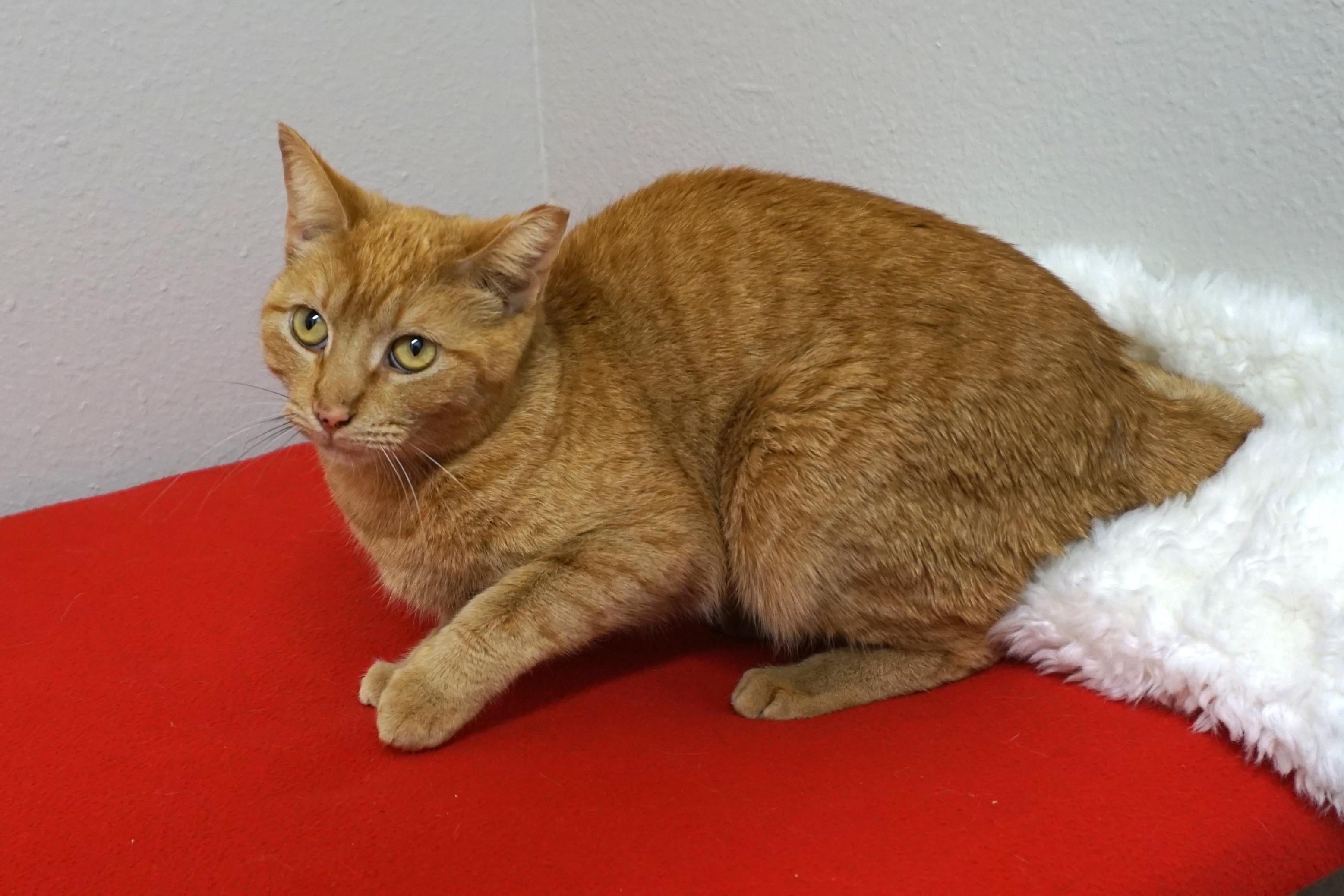 Enlarge Ms Belvedere, a ADOPTABLE Domestic Short Hair in Fountain Hills, AZ image 2/2