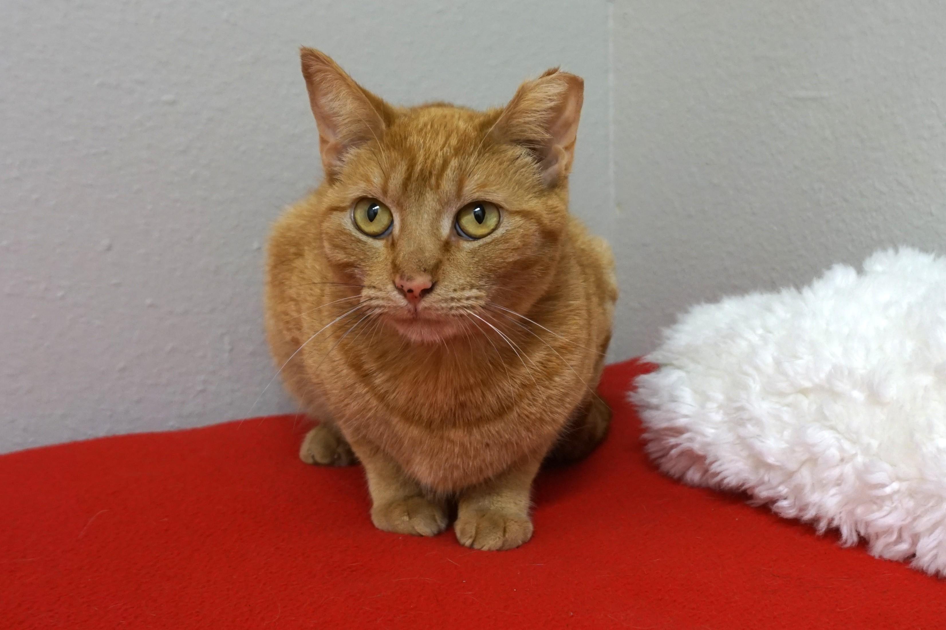 Enlarge Ms Belvedere, a ADOPTABLE Domestic Short Hair in Fountain Hills, AZ image 1/2